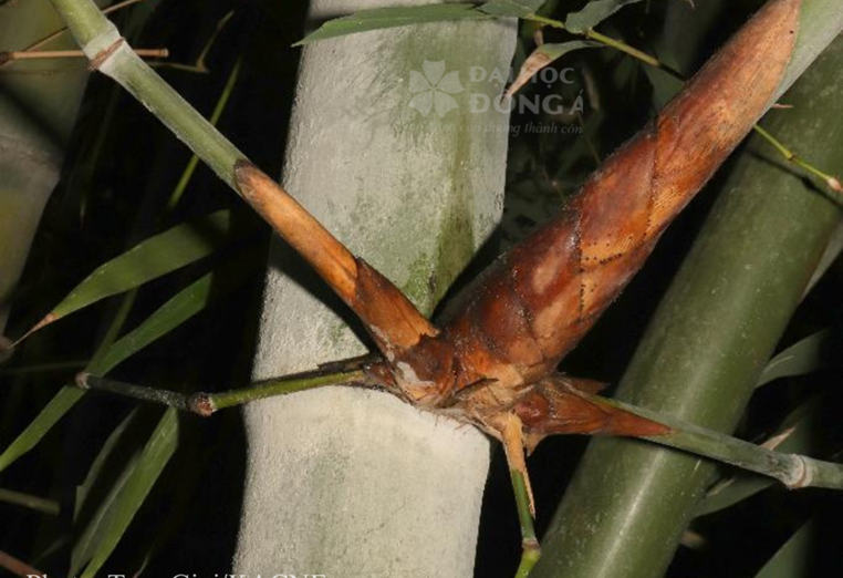 Bương mốc (Dendrocalamus velutinus)